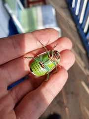Pelidnota prasina