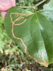 Marmara smilacisella