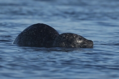 Phoca vitulina vitulina