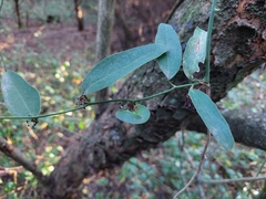 Smilax campestris