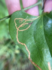 Marmara smilacisella