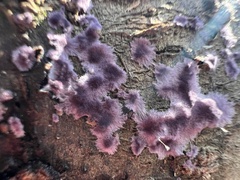 Phlebiopsis crassa