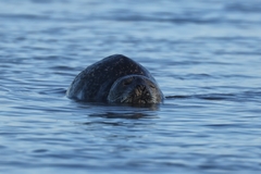 Phoca vitulina vitulina