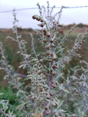 Artemisia absinthium