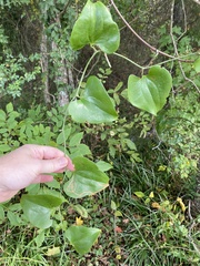 Marmara smilacisella