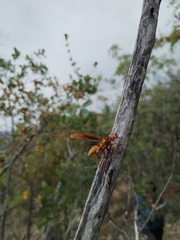 Polistes major