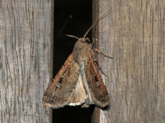 Agrotis infusa