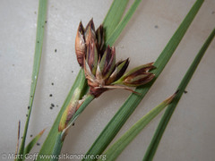 Juncus falcatus