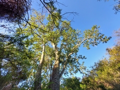 Phytolacca dioica