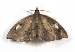 Perispasta caeculalis