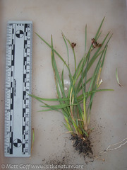 Juncus falcatus