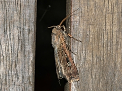 Agrotis infusa