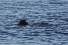 Phoca vitulina vitulina