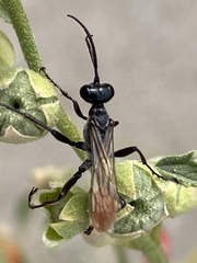 Prionyx thomae