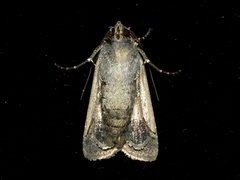 Agrotis infusa