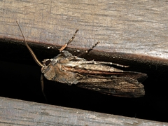 Agrotis infusa
