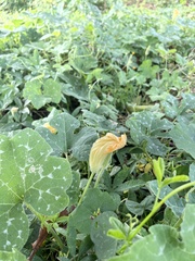 Cucurbita moschata