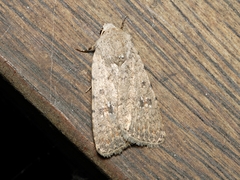 Caradrina clavipalpis