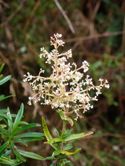 Valeriana hirtella