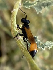Ammophila placida