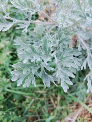 Artemisia absinthium