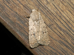 Caradrina clavipalpis