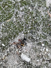 Dasymutilla paraparadoxa