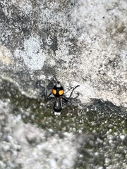 Dasymutilla paraparadoxa