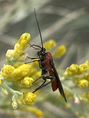 Aerophilus nigripes