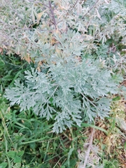 Artemisia absinthium