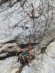 Dudleya arizonica