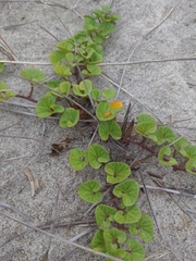 Calystegia soldanella