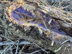Phlebiopsis crassa