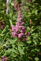 Spiraea douglasii