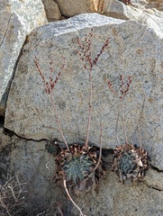Dudleya arizonica