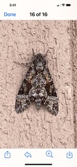 Agrius cingulata