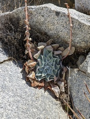 Dudleya arizonica