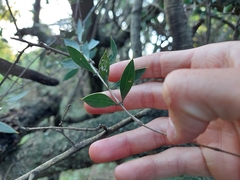 Aspidosperma quebracho-blanco