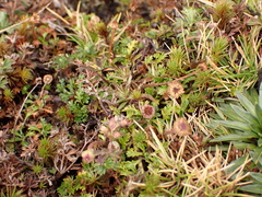 Plagiocheilus frigidus