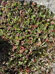 Sibbaldiopsis tridentata