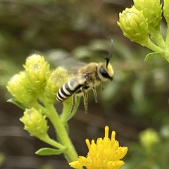 Colletes