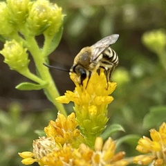 Colletes