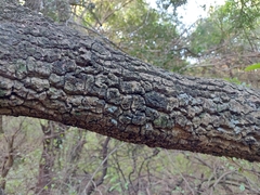 Aspidosperma quebracho-blanco