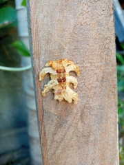 Phobetron hipparchia