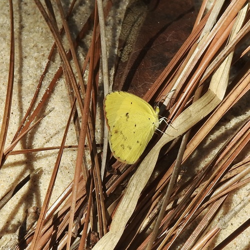 Little Yellow photo 5