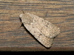 Caradrina clavipalpis