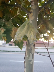 Platanus × hispanica