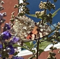 Vanessa cardui