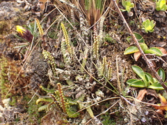 Melpomene moniliformis