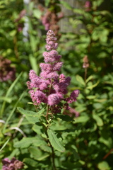 Spiraea douglasii
